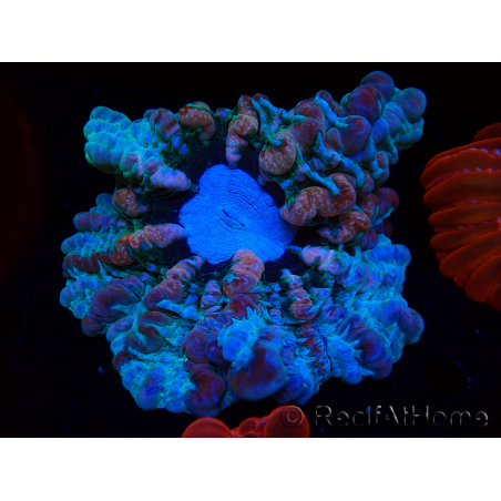 WYSIWYG Cynarina macassarensis 8 (ex Indophyllia) (Skeleton 3.5 cm/Open 10 cm)