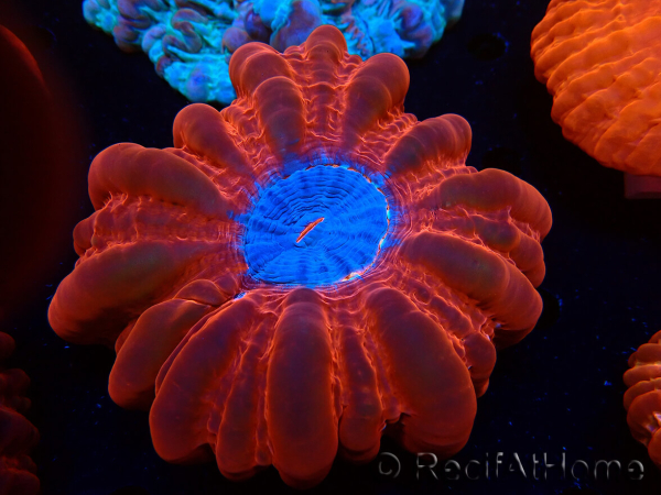 WYSIWYG Cynarina lacrymalis Double Head Ultra 10 (Skeleton 7 cm/open 10 cm)