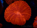 WYSIWYG Cynarina lacrymalis 15 (Skelett 4 cm)