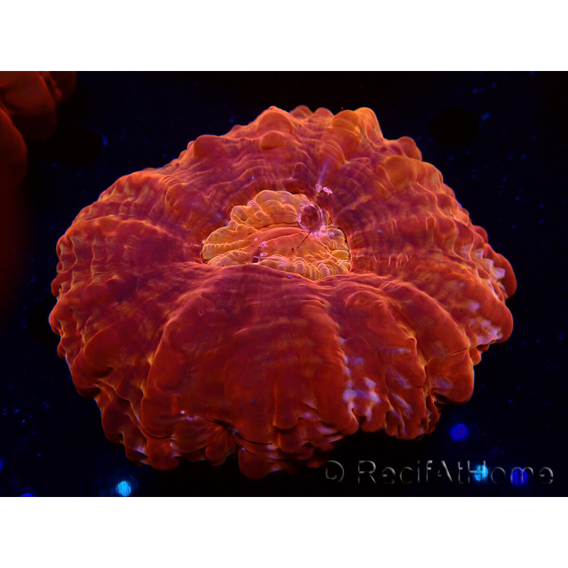 WYSIWYG Cynarina lacrymalis 12 (Esqueleto 5 cm/abierto 8.5 cm)