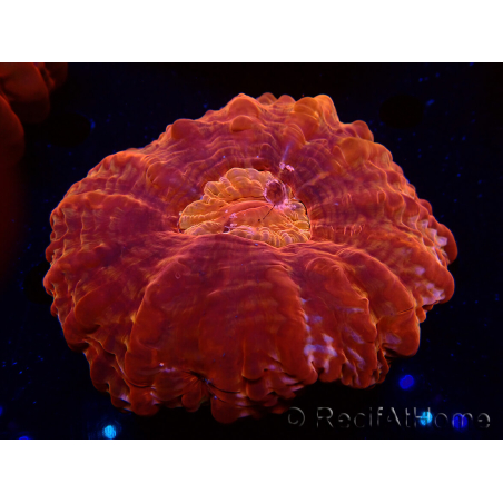 WYSIWYG Cynarina lacrymalis 12 (Scheletro 5 cm/aperto 8,5 cm)