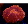 WYSIWYG Cynarina lacrymalis 12 (Esqueleto 5 cm/abierto 8.5 cm)