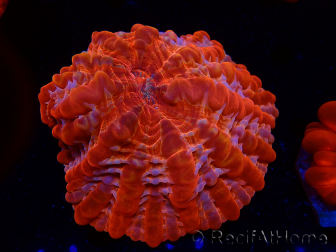 WYSIWYG Cynarina lacrymalis Ultra 11 (Skeleton 6 cm/open 9.5 cm)