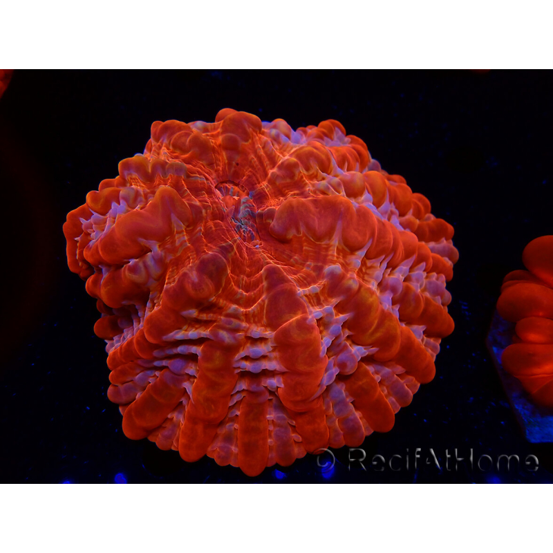 WYSIWYG Cynarina lacrymalis Ultra 11 (Skeleton 6 cm/open 9.5 cm)