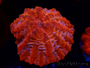 WYSIWYG Cynarina lacrymalis Ultra 11 (Skeleton 6 cm/open 9.5 cm)
