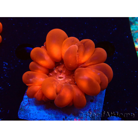 WYSIWYG Cynarina lacrymalis 3 (Scheletro 3,5 cm/aperto 6 cm)
