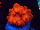 WYSIWYG Cynarina lacrymalis 3 (Skeleton 3.5 cm/open 6 cm)