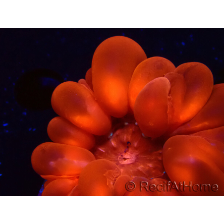 WYSIWYG Cynarina lacrymalis 3 (Scheletro 3,5 cm/aperto 6 cm)