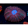 WYSIWYG Cynarina lacrymalis 4 (Esqueleto 3 cm/abierto 9 cm)