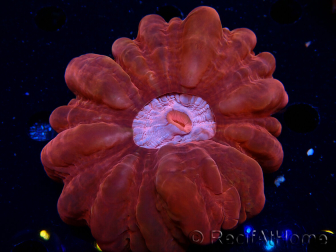 WYSIWYG Cynarina lacrymalis 6 (Skeleton 4 cm) 