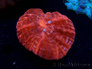WYSIWYG Cynarina lacrymalis Ultra Red 7 (Skeleton 3.5 cm/open 7 cm)