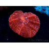 WYSIWYG Cynarina lacrymalis Ultra Red 7 (Skeleton 3.5 cm/open 7 cm)