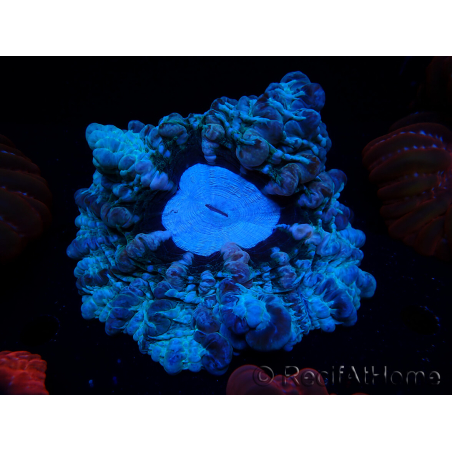 WYSIWYG Cynarina macassarensis 8 (ex Indophyllia) (Skeleton 3.5 cm/Open 10 cm)