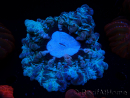 WYSIWYG Cynarina macassarensis 8 (ex Indophyllia) (Skeleton 3.5 cm/Open 10 cm)