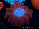 WYSIWYG Cynarina lacrymalis Double Head Ultra 10 (Skeleton 7 cm/open 10 cm)