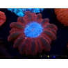 WYSIWYG Cynarina lacrymalis Double Head Ultra 10 (Skeleton 7 cm/open 10 cm)
