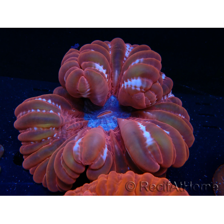 WYSIWYG Cynarina lacrymalis 13 (Skeleton 4 cm)