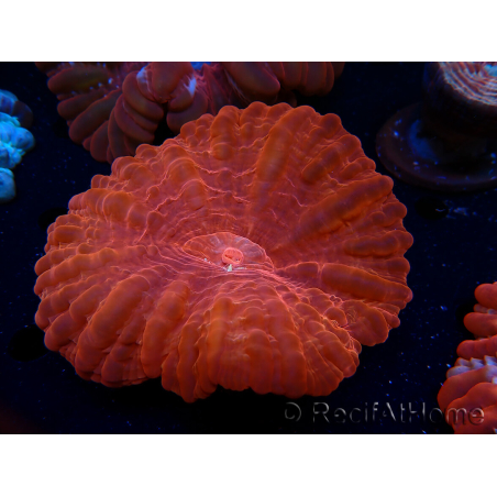 WYSIWYG Cynarina lacrymalis 15 (Scheletro 4 cm)