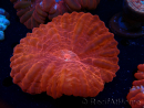 WYSIWYG Cynarina lacrymalis 15 (Skelett 4 cm)