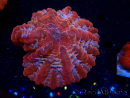 WYSIWYG Cynarina lacrymalis Ultra 11 (Skeleton 6 cm/open 9.5 cm)