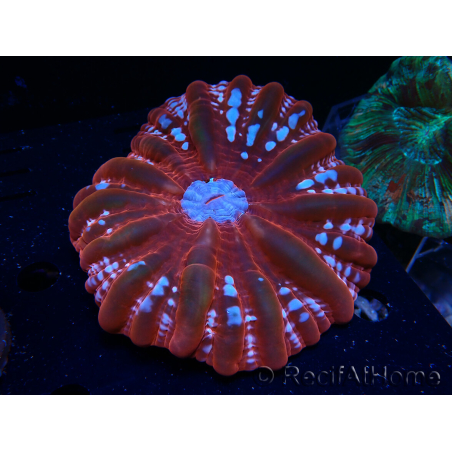 WYSIWYG Cynarina lacrymalis 24 (Skeleton 4 cm/open 5 cm)