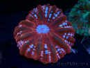 WYSIWYG Cynarina lacrymalis 24 (Skeleton 4 cm/open 5 cm)