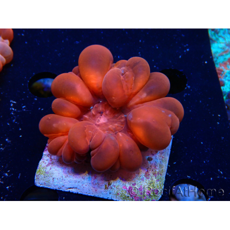 WYSIWYG Cynarina lacrymalis 3 (Scheletro 3,5 cm/aperto 6 cm)