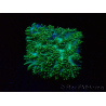 WYSIWYG - RAH Hydnophora exesa Gamma Knife 6