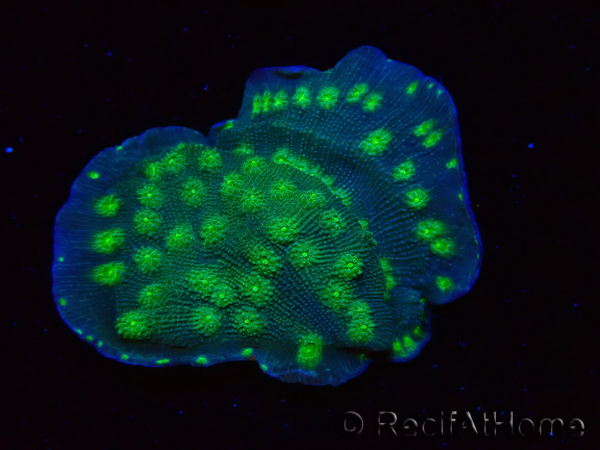 WYSIWYG Echinopora lamellosa 12L1