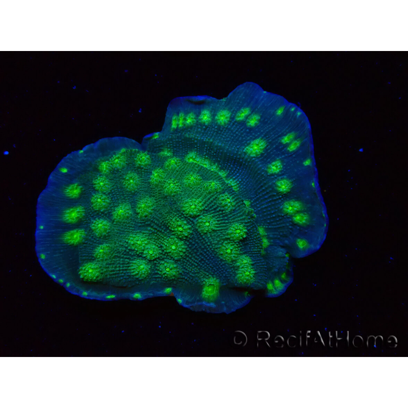 WYSIWYG Echinopora lamellosa 12L1