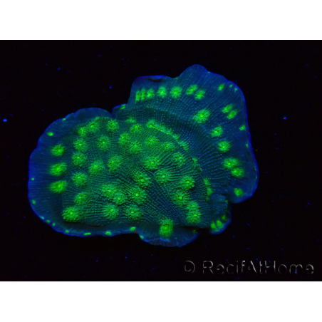 WYSIWYG Echinopora lamellosa 12L1