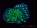 WYSIWYG Echinopora lamellosa 12L1