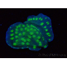 WYSIWYG Echinopora lamellosa 12L1