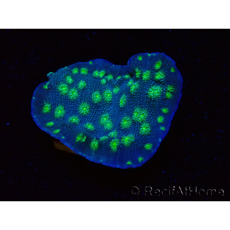 WYSIWYG Echinopora lamellosa 12L2