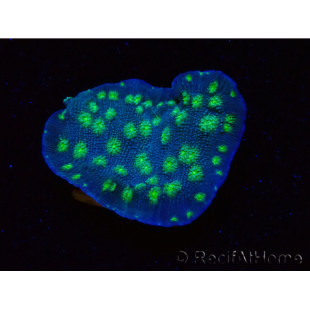 WYSIWYG Echinopora lamellosa 12L2