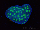 WYSIWYG Echinopora lamellosa 12L2