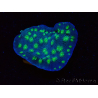 WYSIWYG Echinopora lamellosa 12L2