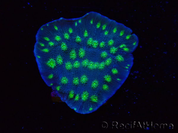 WYSIWYG Echinopora lamellosa 12L3