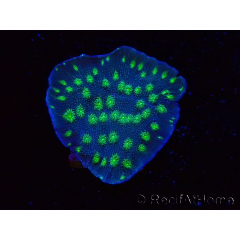 WYSIWYG Echinopora lamellosa 12L3