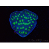 WYSIWYG Echinopora lamellosa 12L3