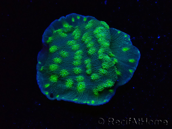 WYSIWYG Echinopora lamellosa 12L4