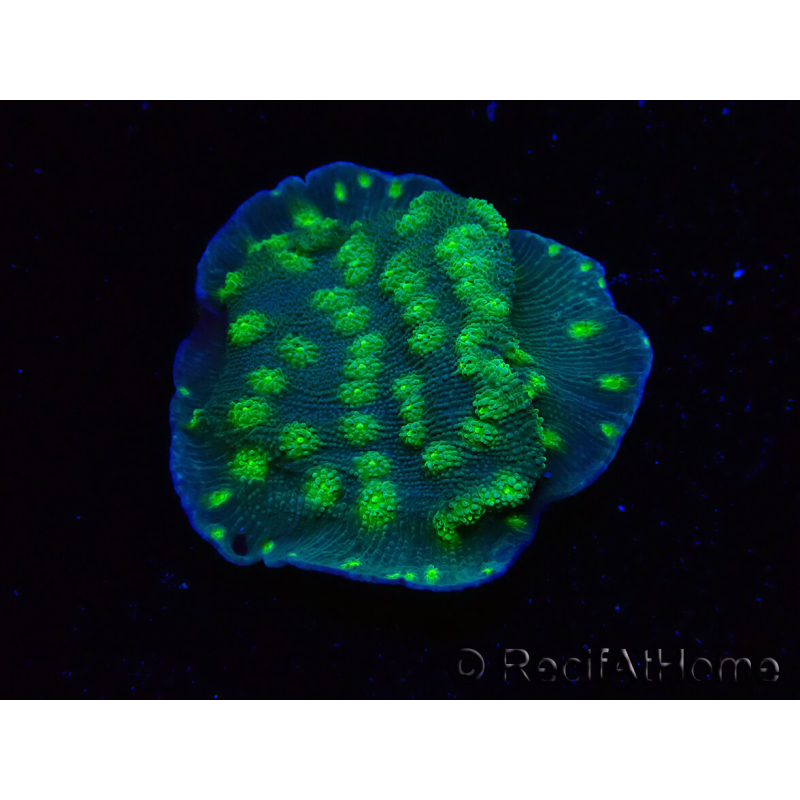 WYSIWYG Echinopora lamellosa 12L4