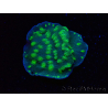 WYSIWYG Echinopora lamellosa 12L4