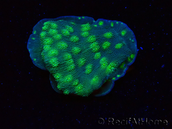WYSIWYG Echinopora lamellosa 12L5