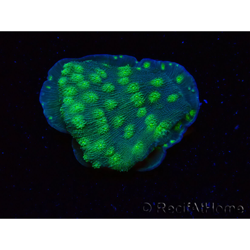 WYSIWYG Echinopora lamellosa 12L5