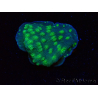 WYSIWYG Echinopora lamellosa 12L5