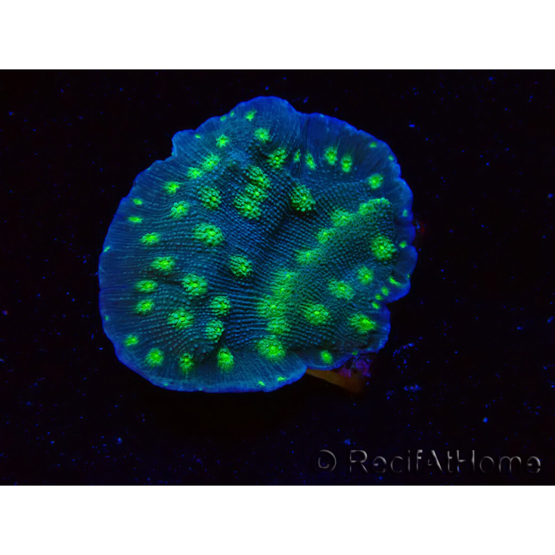 WYSIWYG Echinopora lamellosa 12L6