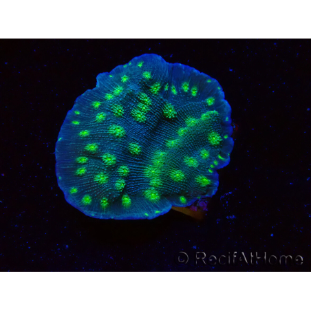 WYSIWYG Echinopora lamellosa 12L6