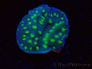 WYSIWYG Echinopora lamellosa 12L6