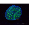 WYSIWYG Echinopora lamellosa 12L6